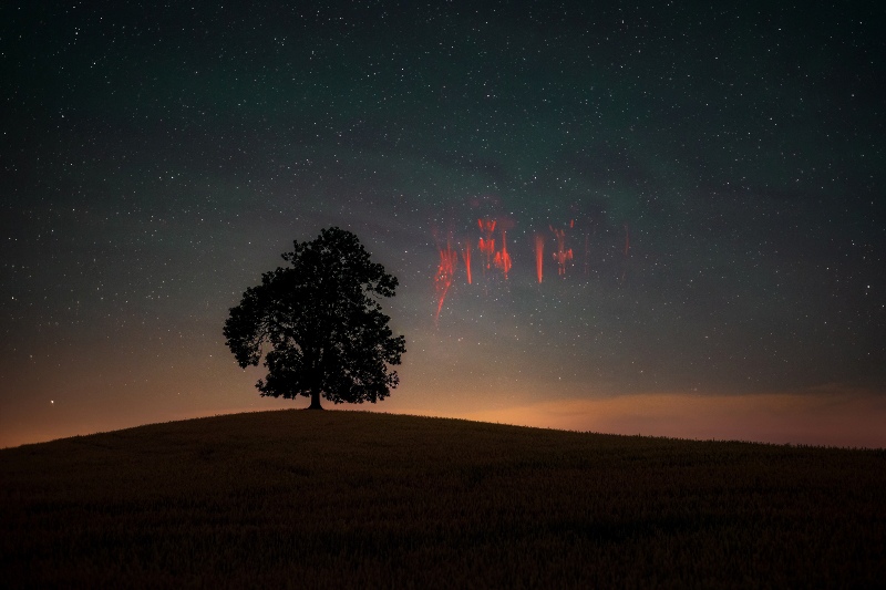 Sprites vermelhos formados por raios de tempestades acima da árvore foi uma das imagens vencedoras do Natural Landscape Photography