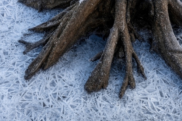 Raízes de árvores cercadas por cristais de gelo. A imagem foi umas das melhores do concurso de fotografia de paisagem
