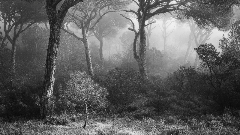 Foto do 'Pinus Pinea', pinheiro-manso costeiro de Portugal é a vencedora do Projeto do ano do concurso de fotografia de paisagem 