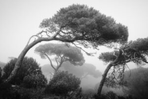 Foto do 'Pinus Pinea', pinheiro-manso costeiro de Portugal e suas copas inclinadas pela ação da natureza. A imagem é a vencedora do Projeto do ano do concurso de fotografia de paisagem 