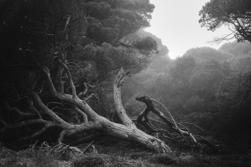 Foto de um 'Pinus Pinea', pinheiro-manso costeiro de Portugal caído. A imagem é a vencedora do Projeto do ano do concurso de fotografia de paisagem Natural Landscape