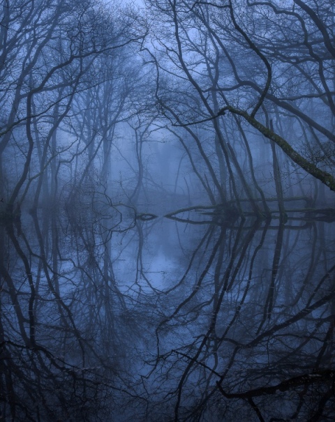 A foto premiada no concurso de paisagem tem um ar misterioso e mostra um pântano coberto com neblina no Parque Nacional Stenshuvud, na Suécia. 