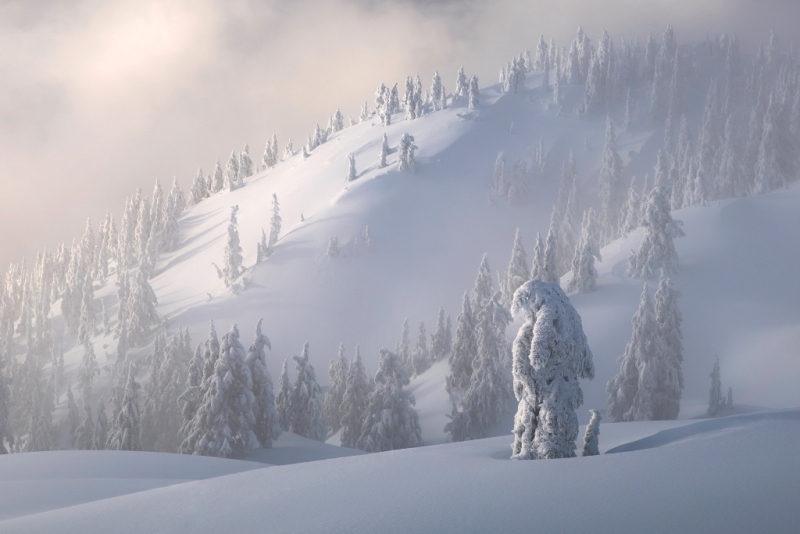 Montanha com pinheiros cobertos de neve é a foto premiada no concurso Natural Landscape Photography