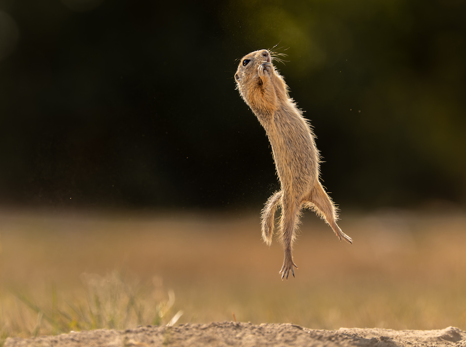 Esquilo saltando, foto premiada em concurso internacional 