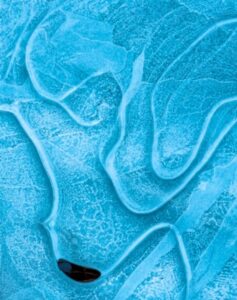 Fina camada de gelo formando desenhos abstratos. A imagem foi premiada no concurso de fotografia de paisagem