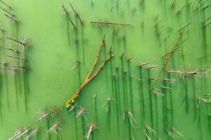 A imagem mostra árvores submersas no Lago Cuejdel, Romênia e foi uma das fotos premiadas no concurso de fotografia da natureza