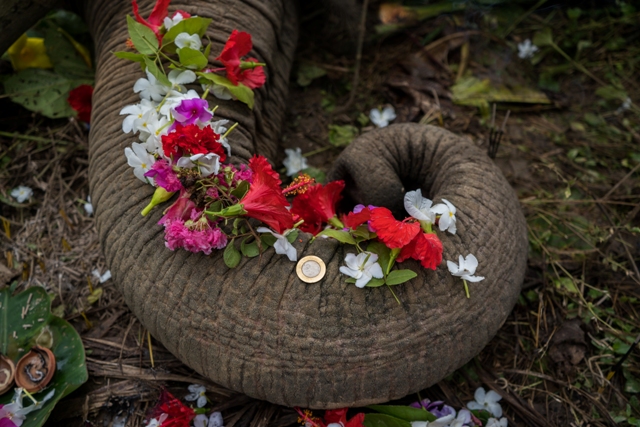 Tromba de elefante morte na Índia coberta de flores é uma das fotos finalistas do concurso de fotografia ambiental