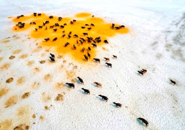 Búfalos vasculhando pastagens áridas em Bangladesh. A foto da crise do clima venceu na categoria Mantendo 1.5 vivo do concurso de fotografia ambiental EPOTY 2023