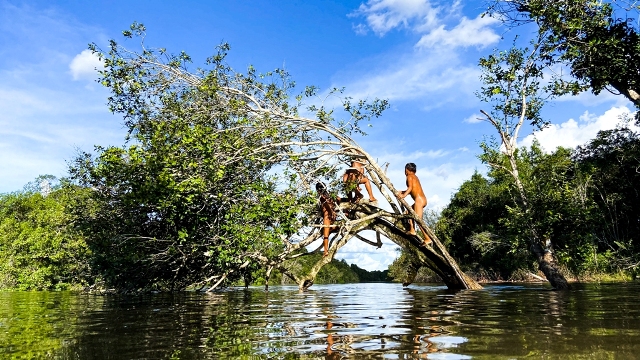 Crianças da Aldeia Piyulaga brinca na árvore na beira do rio. Xingu, Mato Grosso