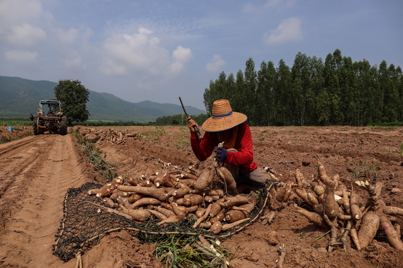 Homem colhe mandioca em campo na Tailândia