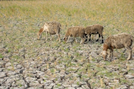 Ovelhas pastando em campo de arroz seco na Indonésia, devido ao fenômeno El Niño