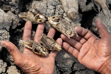 Peixes mortos por causa do El Niño que provoca seca na Indonésia