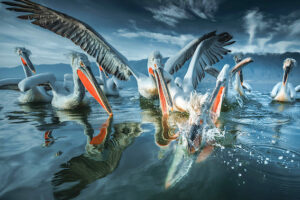 Pelicanos brigando por peixe na Bulgária, foto premiada no Chromatic Photo Awards 