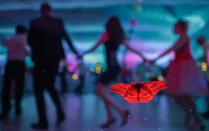 Borboleta vermelha dançando festa de casamento 