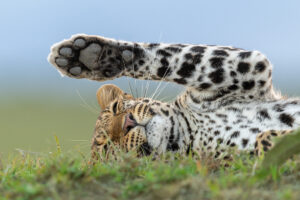 Leopardo deitado na grama no Quênia, foto premiada em concurso internacional