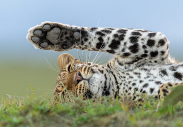 Leopardo deitado na grama no Quênia, foto premiada em concurso internacional