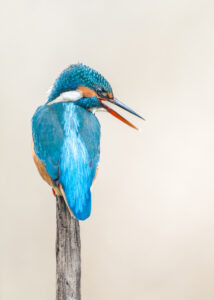 Martin-pescador azul, foto homenageada no Chromatic Photo Awards