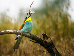 Pássaro comendo libélula em floresta na Polônia, foto premiada em concurso de fotografia colorida