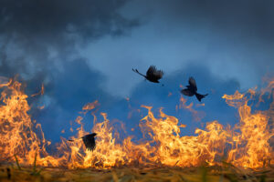 Pássaros voando sobre fogueira na Índia, imagem premiada em concurso de fotografia colorida