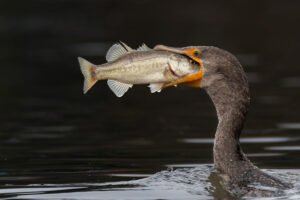 Cormorão engolindo peixe nos EUA, foto premiada no Chromatic Photo Awards 