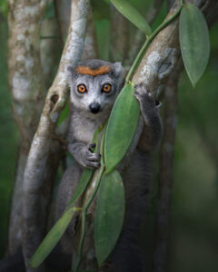 Lêmure abraçado a galho de árvore em Madagascar, menção honrosa em concurso de fotografia colorida