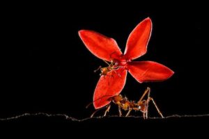 Foto de formiga com flor em close-up premiada em concurso