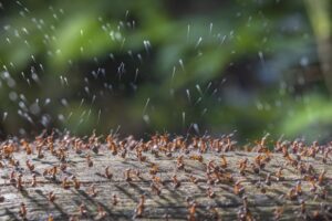 Formigas de madeira despejam secreção, foto premiada em concurso de close-uo