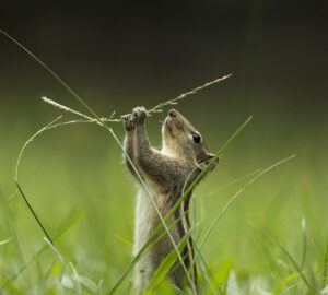 Esquilo no gramado, foto premiada em concurso de fotografia de animais em jardins