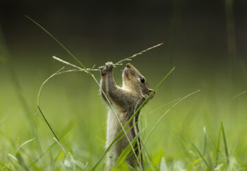 Esquilo no gramado, foto premiada em concurso de fotografia de animais em jardins