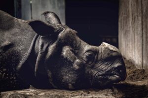 Um rinoceronte sem os chifres e preso em cativeiro na Alemanha, é uma das imagens de Vida Selvagem & Natureza finalista do Sony Photography Awards 