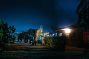 Elefantes caminhando ao anoitecer pelas ruas da Zâmbia, é uma das fotos de natureza que concorre ao prêmio Sony Photography Awards