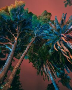 Árvores e o céu noturno de Palermo, Itália, iluminado pelos incêndios florestais, é uma das fotos de Paisagem finalista do Sony Photography Awards 