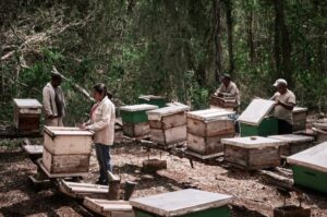 Povo maia no sul do México entre as colmeias das abelhas Melipona, que vem sendo envenenadas em massa por pesticidas. A foto de Meio Ambiente é finalista do Sony Photography Awards