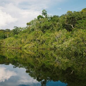 Floresta Amazônica, referência em biodiversidade