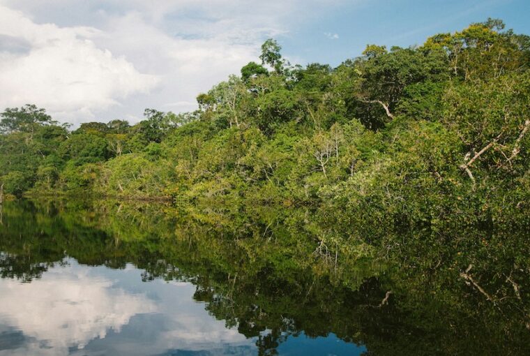 Floresta Amazônica, referência em biodiversidade