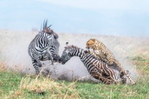 Guepardo captura filhote de zebra, foto vencedora do World Nature Photography Awards na categoria comportamento de animais mamíferos 