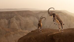 Dois animais da espécie Ibex duelam sobre uma montanha, foto que ganhou prêmio em concurso de imagens da natureza