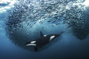 Orca ataca cardume de arenques na Noruega, foto premiada em concurso de fotografia da natureza 