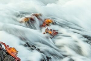 Carangejos sobre as ondas em Galápagos, foto premiada em concurso de fotografia da natureza 