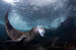 Leão-marinho brincando com lixo plástico no México 