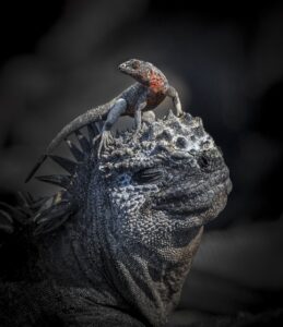 Lagarto sobre cabeça de iguana em Galápagos, foto premiada em concurso internacional 
