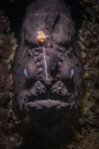 Peixe-pescador preto fotografado na Austrália, foto premiada em concurso de natureza