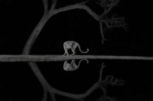 Leopardo refletido em lagoa no Quênia, foto premiada em concurso de imagens da natureza 