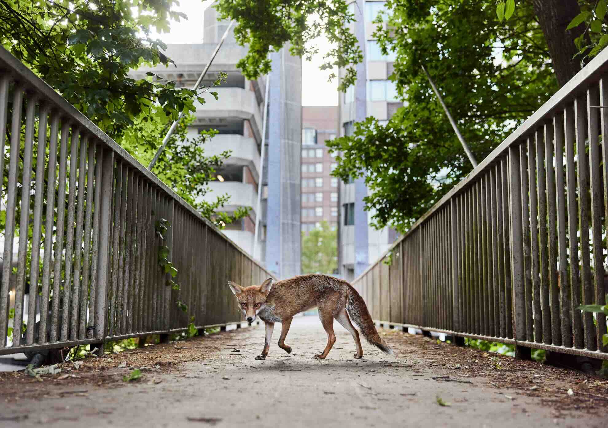 Raposa caminhando entre prédios em Bristol, foto vencedora do British Wildlife Photography Awards