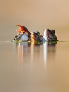 Três sapos fotografados na Escócia, foto premiada no British Wildlife Photography Awards
