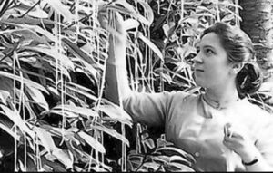 Mulher colhendo espaguete em árvore, trote do dia da mentira em 1º de abril de 1957 na BBC