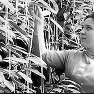 Mulher colhendo espaguete em árvore, trote do dia da mentira em 1º de abril de 1957 na BBC