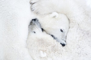 Dois ursos brancos abraçados, fotografia da natureza feita no Canadá