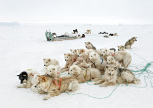 Cães na Groelândia, foto vendida em benefício do Instituto Jane Goodall