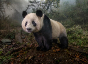 Panda gigante fotografado na China, fotografia da vida selvagem VItal Impacts